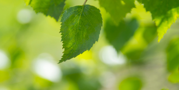 branch